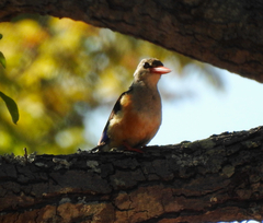 Halcyon leucocephala