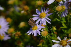 Aster hispidus