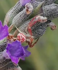 Thomisus citrinellus