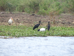 Anastomus lamelligerus