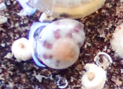 Steromphala umbilicalis