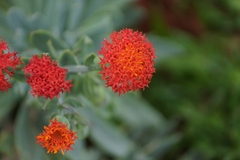 Kleinia fulgens