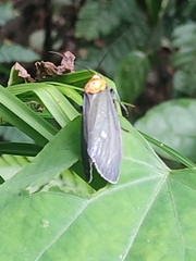Apistosia judas