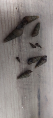Planorbidae