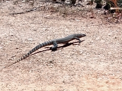 Varanus rosenbergi