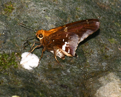 Epargyreus socus socus