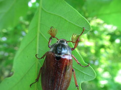 Melolontha melolontha