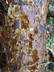 Phlebia radiata