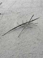Phalces brevis