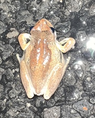 Litoria