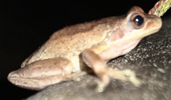 Litoria