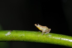 Diasporus diastema