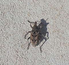 Coniocleonus excoriatus