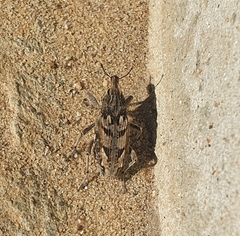 Coniocleonus excoriatus