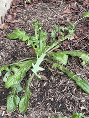 Lactuca virosa