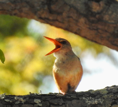 Halcyon leucocephala