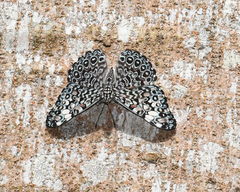 Hamadryas feronia feronia