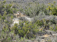 Lepus granatensis