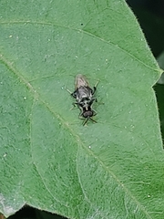 Cyphomyia