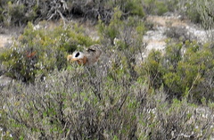 Lepus granatensis