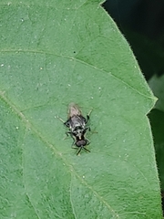 Cyphomyia