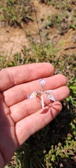 Moraea elliotii