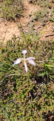 Moraea elliotii