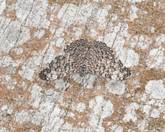 Hamadryas iphthime iphthime