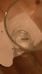 Lithobius forficatus