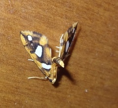 Pyraustinae