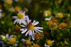 Aster hispidus
