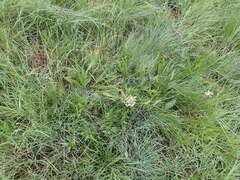 Schizocarphus nervosus