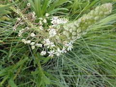 Schizocarphus nervosus