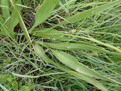 Schizocarphus nervosus