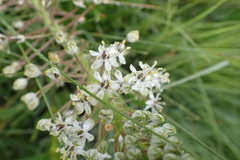 Schizocarphus nervosus