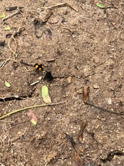 Traumatomutilla inermis