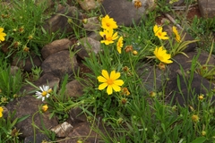Coreopsis lanceolata