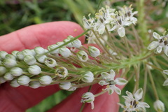 Schizocarphus nervosus