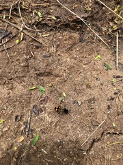 Traumatomutilla inermis