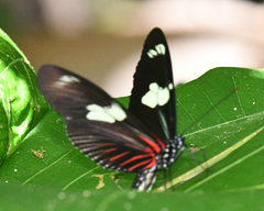 Heliconius doris