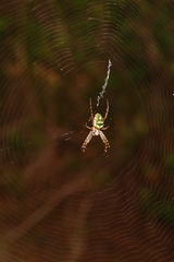 Novaranea queribunda