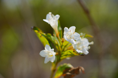 Weigela coraeensis