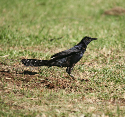 Quiscalus mexicanus observed 2015-10-03