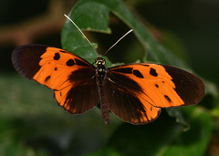 Heliconius numata bicoloratus