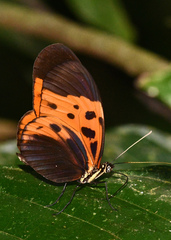 Heliconius numata bicoloratus