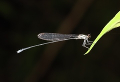 Elattoneura villiersi