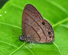 Hermeuptychia hermes