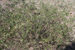 Commiphora