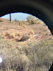 Artemisiospiza nevadensis