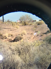 Artemisiospiza nevadensis